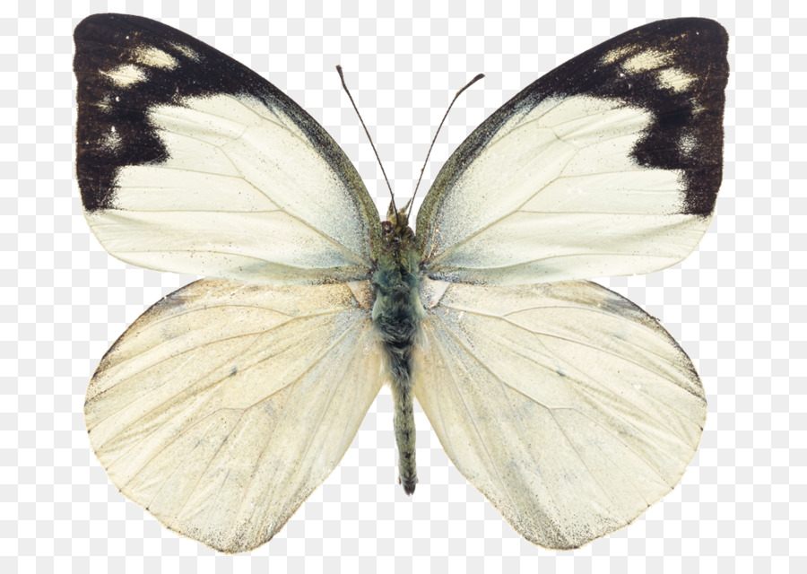 Mariposa Amarilla，Naturaleza PNG