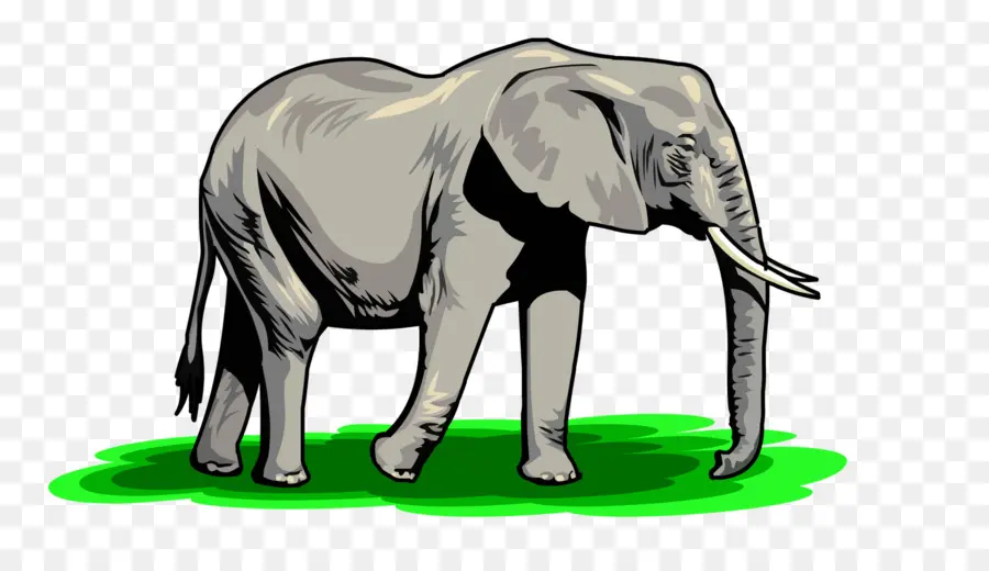 Elefante，El Elefante Africano PNG