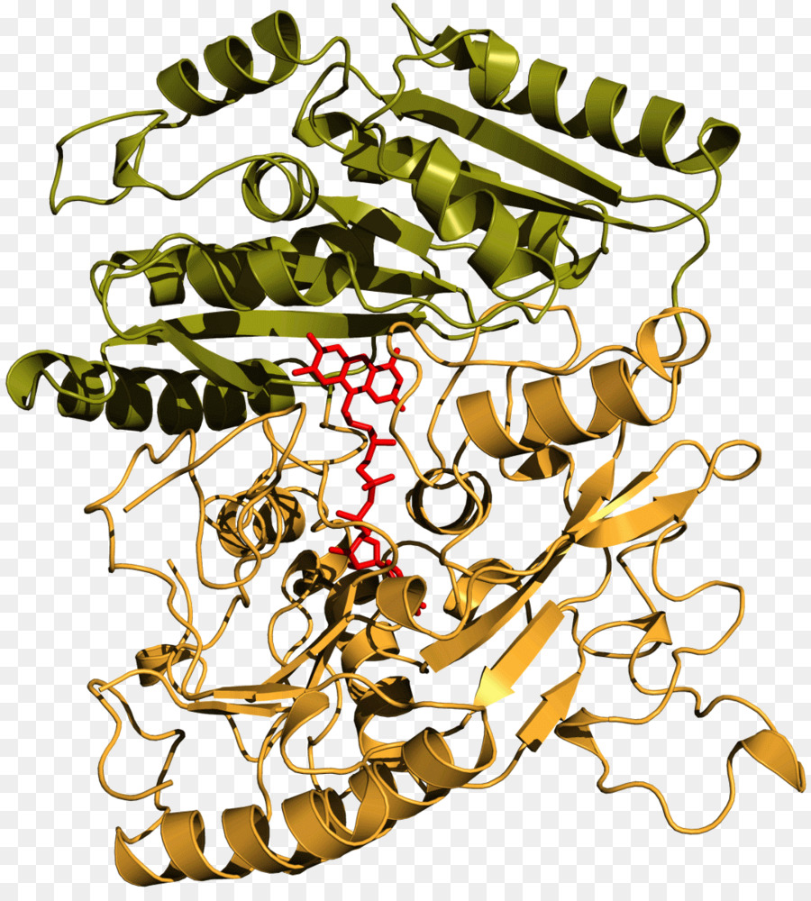 Estructura De La Proteína，Molécula PNG