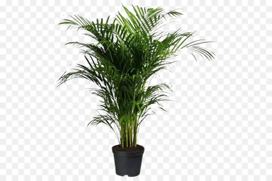 Maceta，Areca Palm PNG