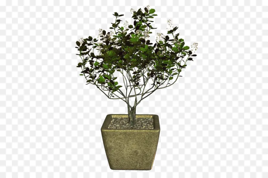 Sageretia Theezans，árbol PNG