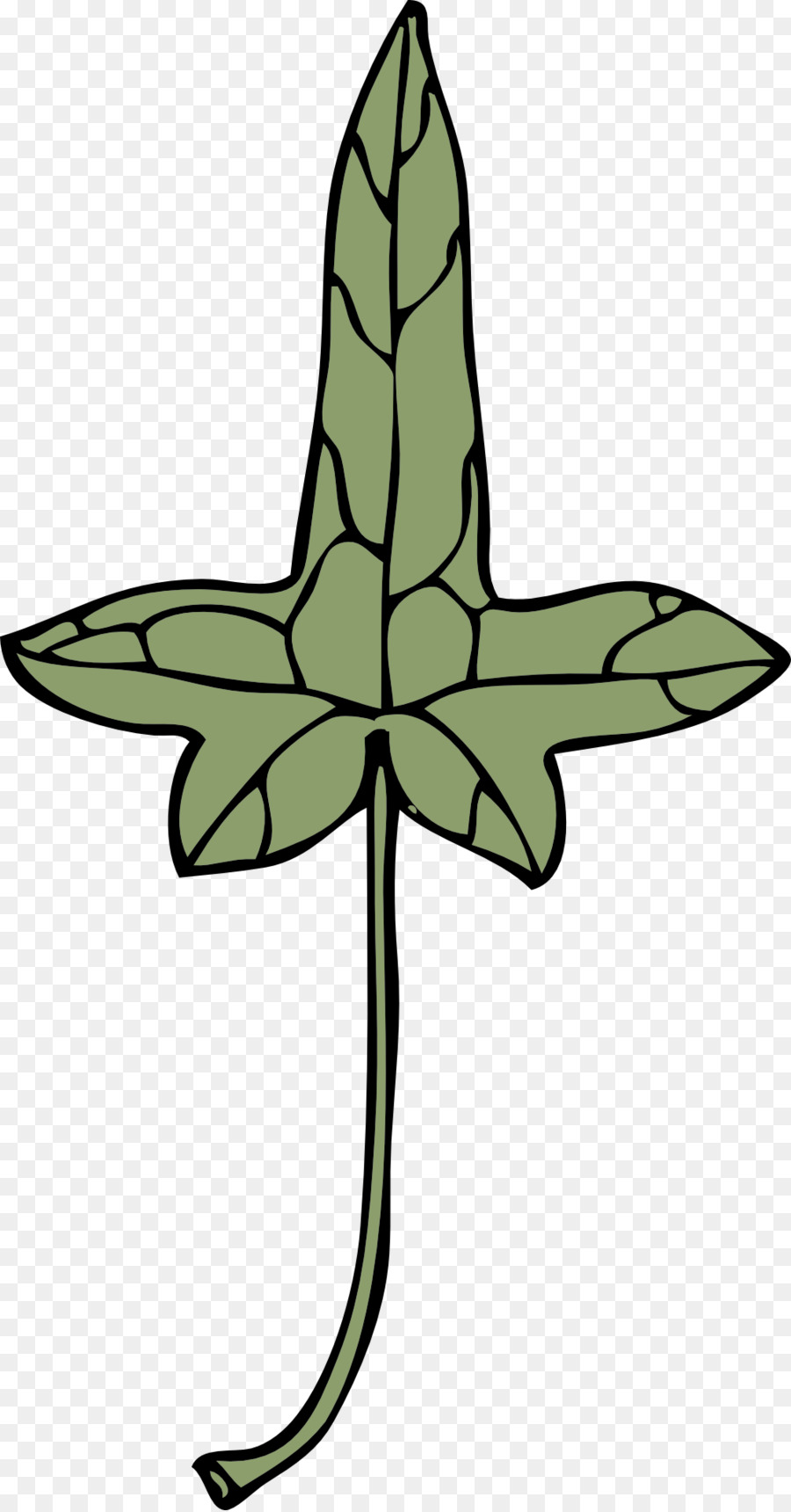 Descargar，Ivy PNG