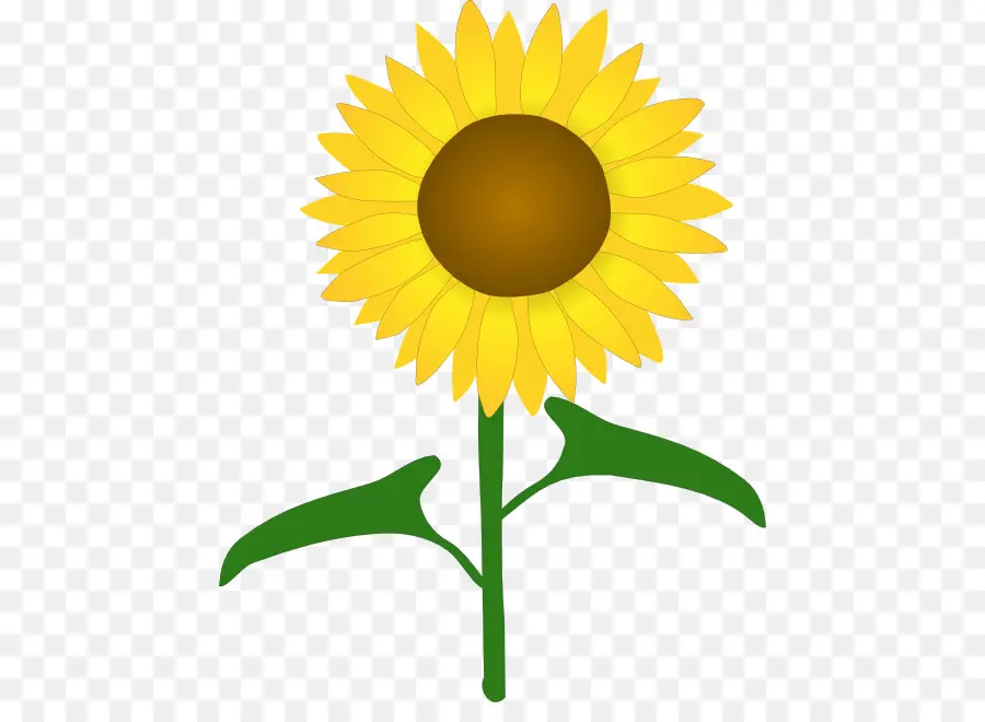 Girasoles，Amarillo PNG