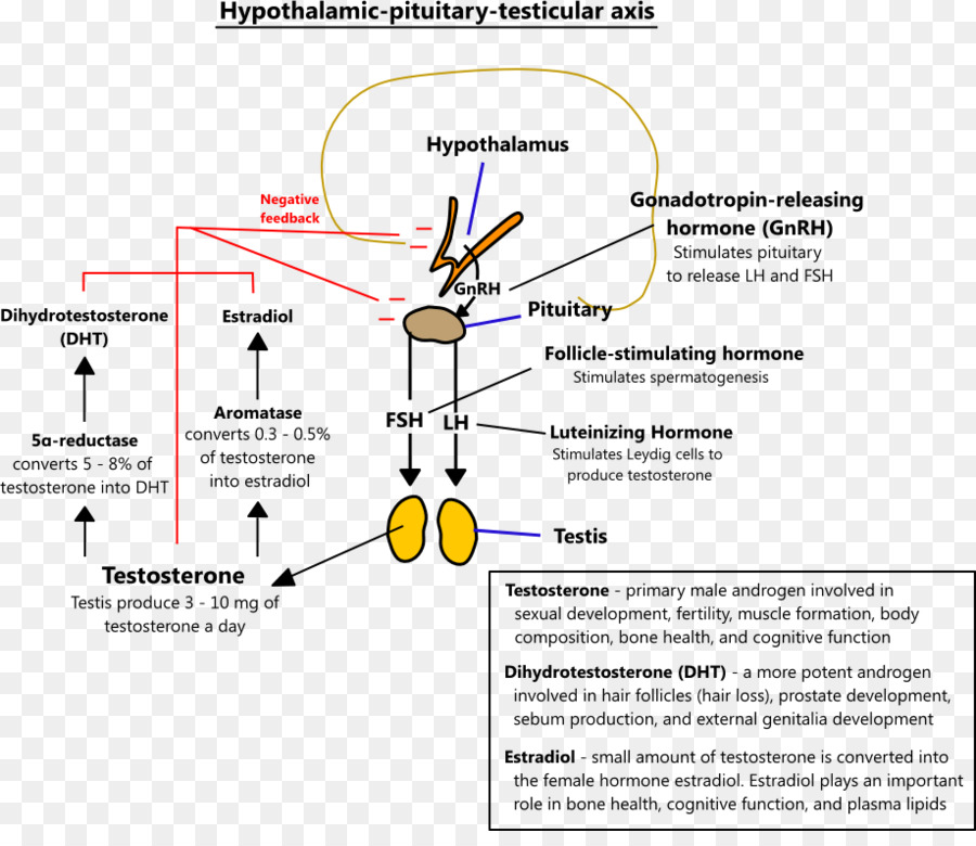 Testosterona，Hipogonadismo PNG