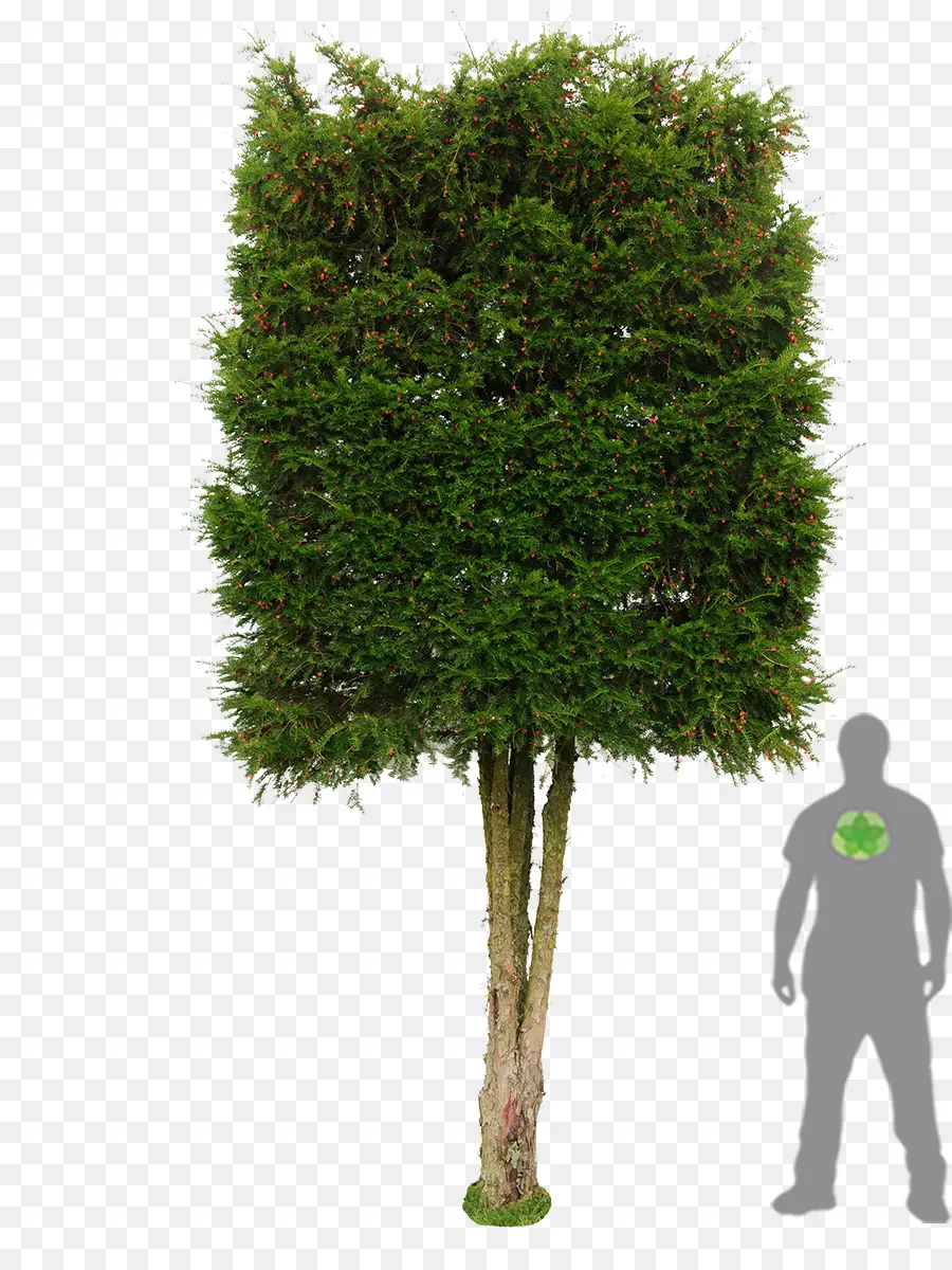 Árbol，Verde PNG