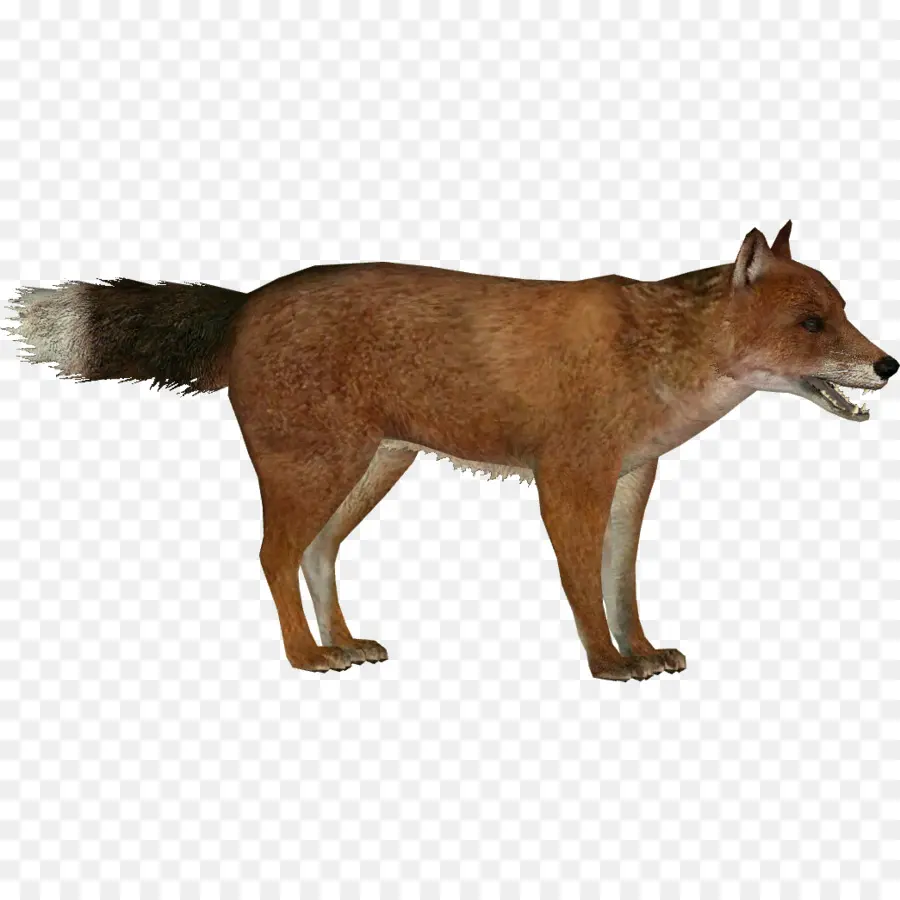 Coyote，Fauna PNG