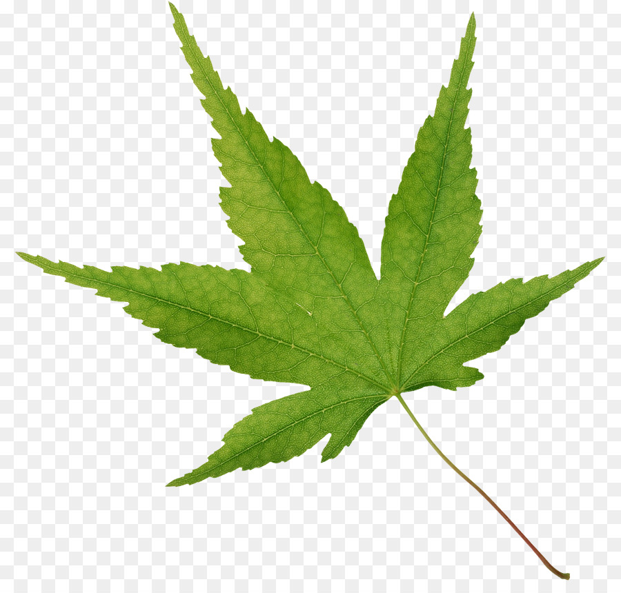 Hoja De Cannabis，Marijuana PNG