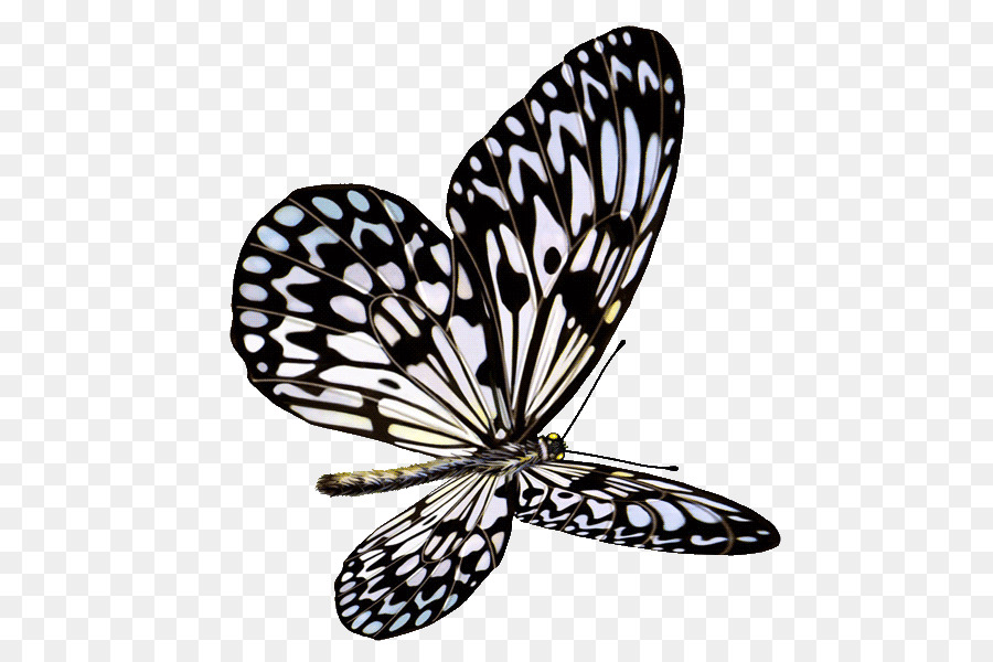 Mariposa，Vistoso PNG