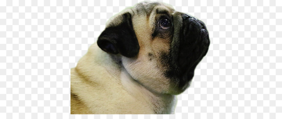 Pug，Toy Bulldog PNG