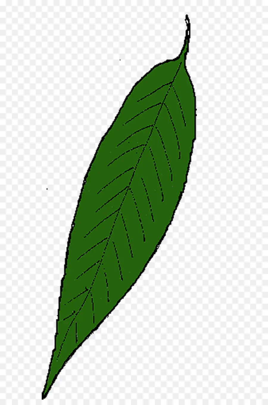 Hoja Verde，Planta PNG