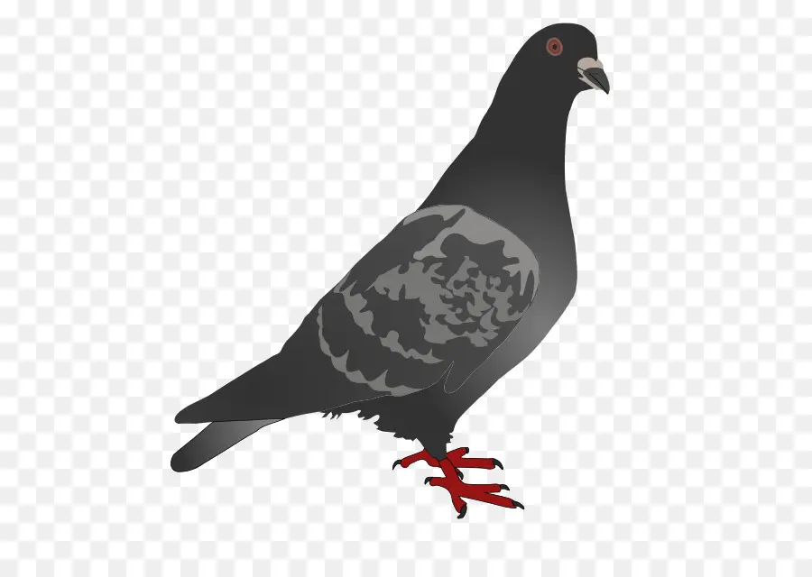 Homing Pigeon，Inglés Paloma Mensajera PNG