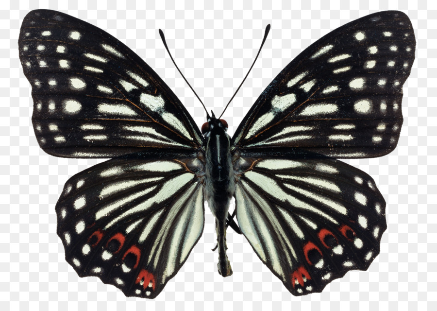 Mariposa Monarca，Naturaleza PNG