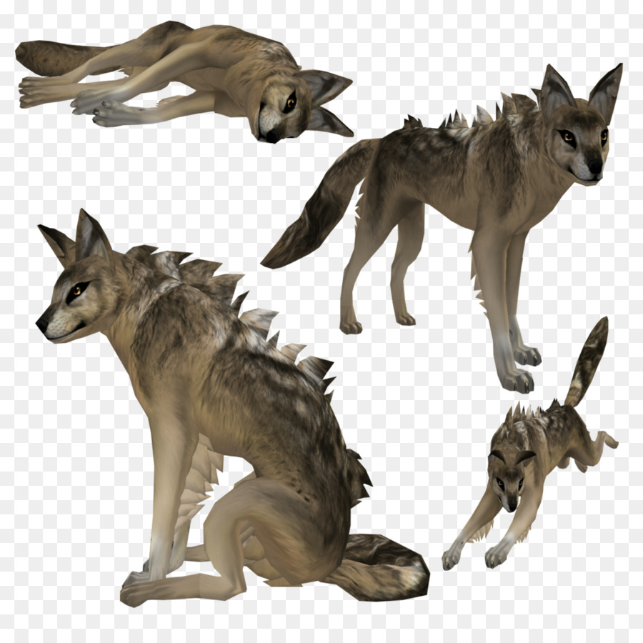 Coyote，Border Collie PNG