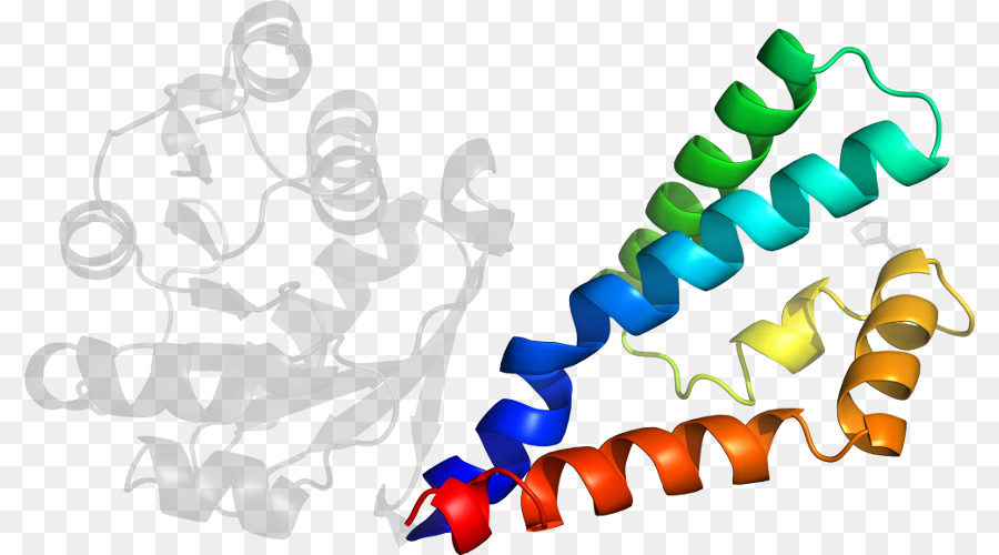 Hélice De Proteína，Molécula PNG