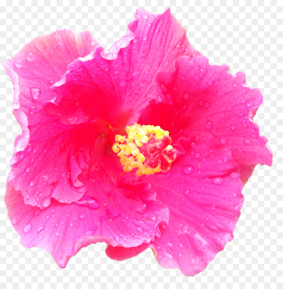 Clavel，Flores Rosadas PNG