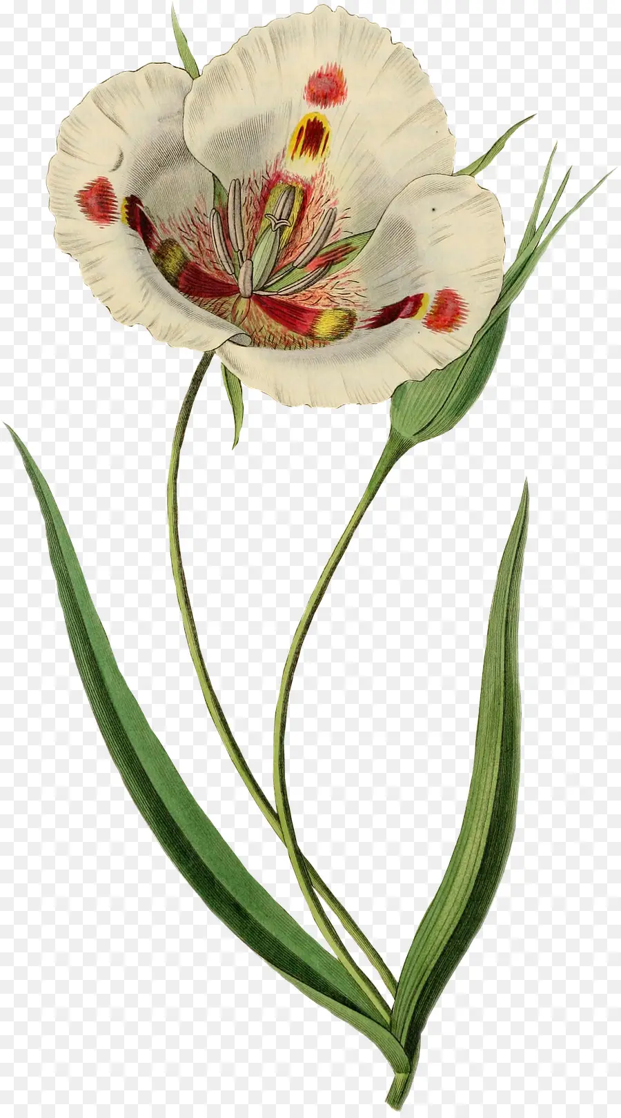 Flor，Dibujo PNG