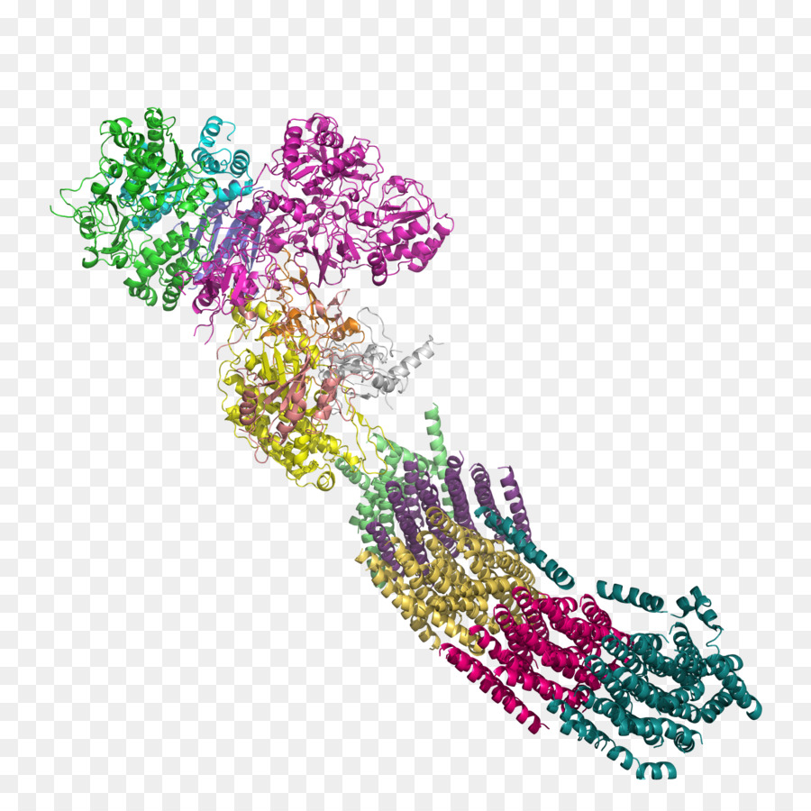 Nadhubiquinona Oxidorreductasa，Nicotinamida Adenina Dinucleótida PNG