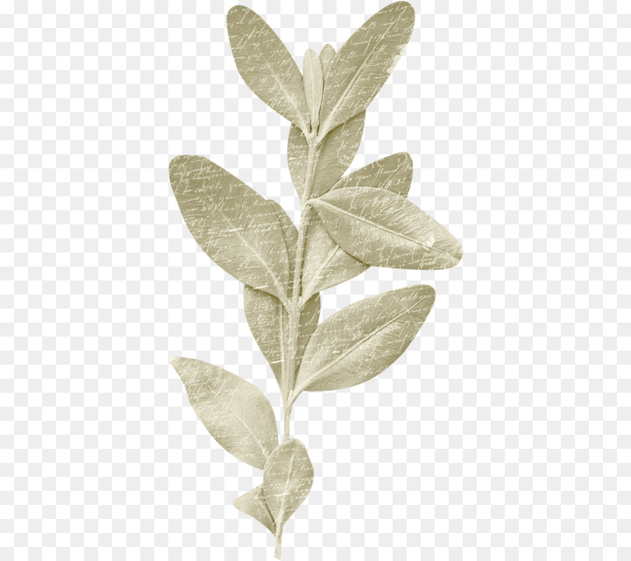 Hoja，Tallo De La Planta PNG