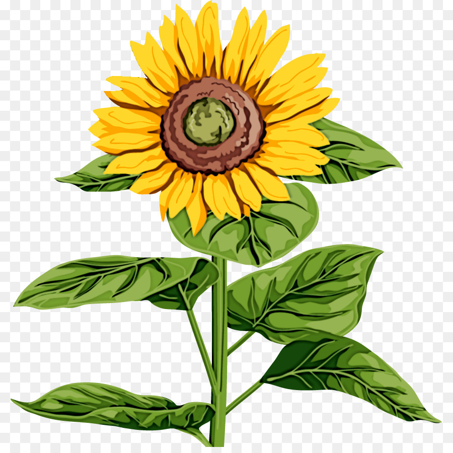 Común De Girasol，Tallo De La Planta PNG