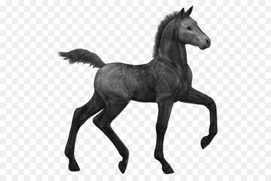 Caballo Negro，Equino PNG