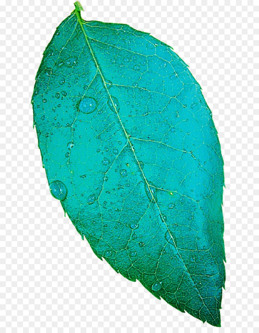 Verde，Hoja PNG