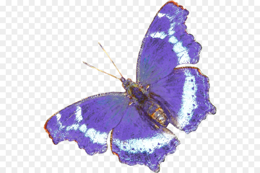 Mariposa Azul，Insecto PNG