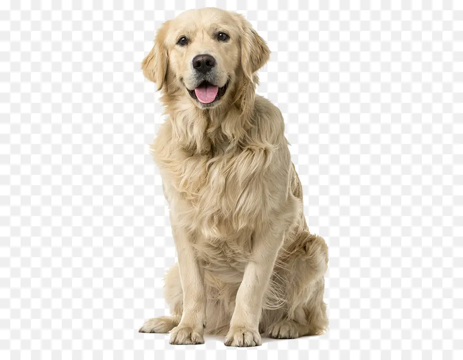 Golden Retriever，Labrador Retriever PNG