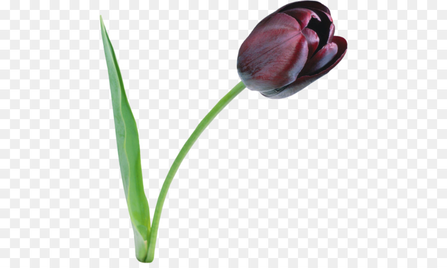 Tulipán Negro，Tulipán PNG