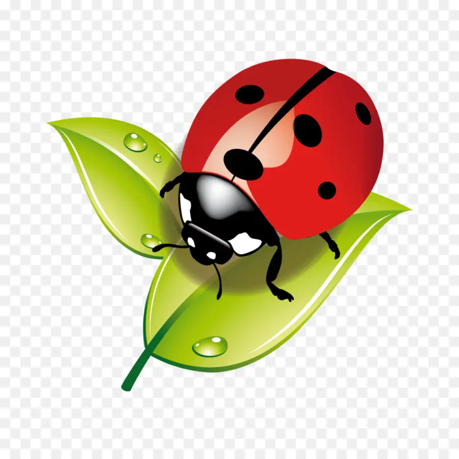 Insecto，Mariquita PNG