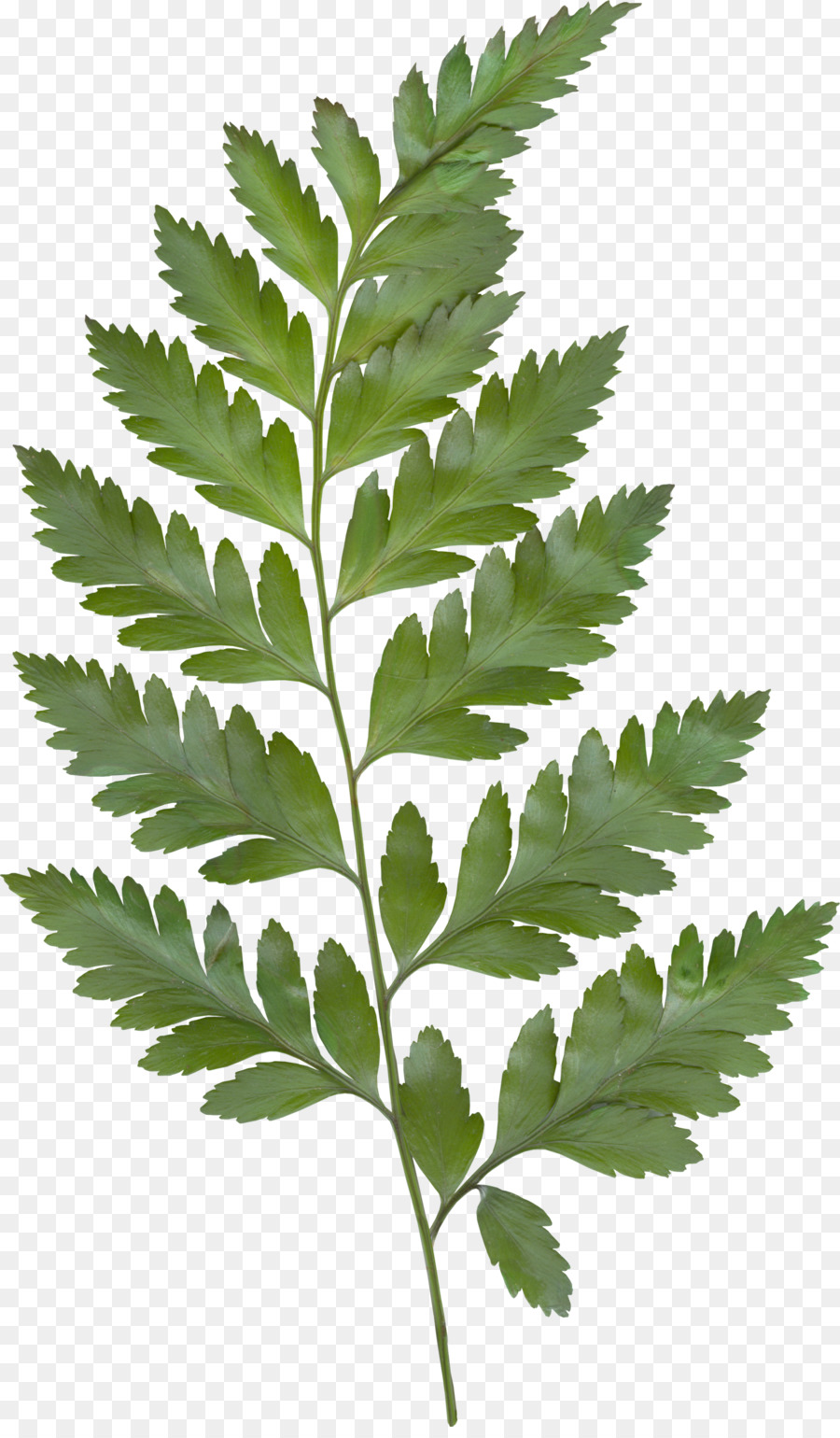 Hoja，Verde PNG