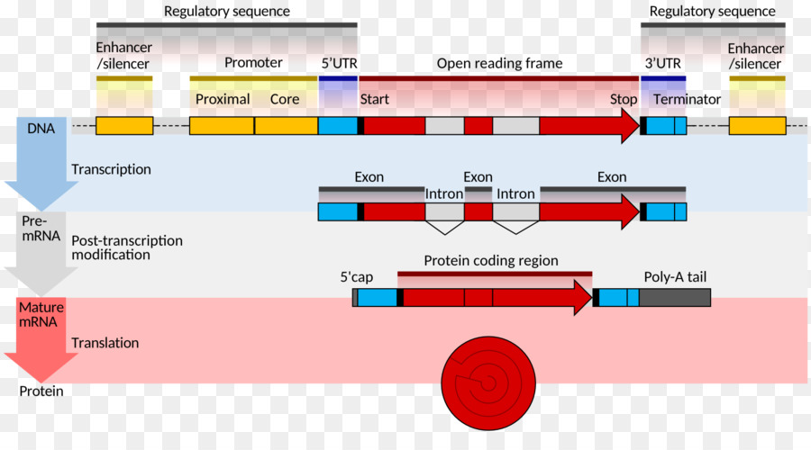 La Estructura De Los Genes，El Arn Mensajero PNG