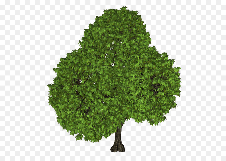 árbol，Roble PNG