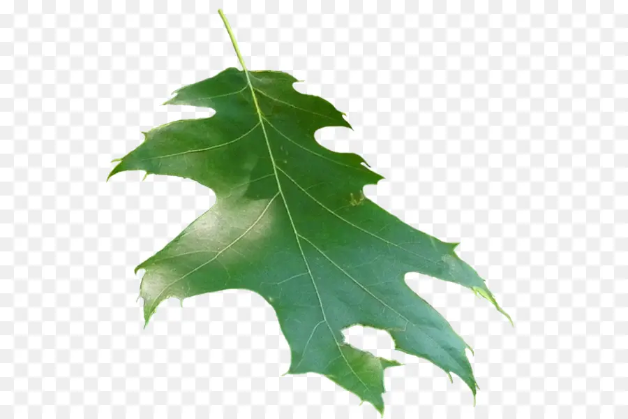 Hoja De Roble，Árbol PNG