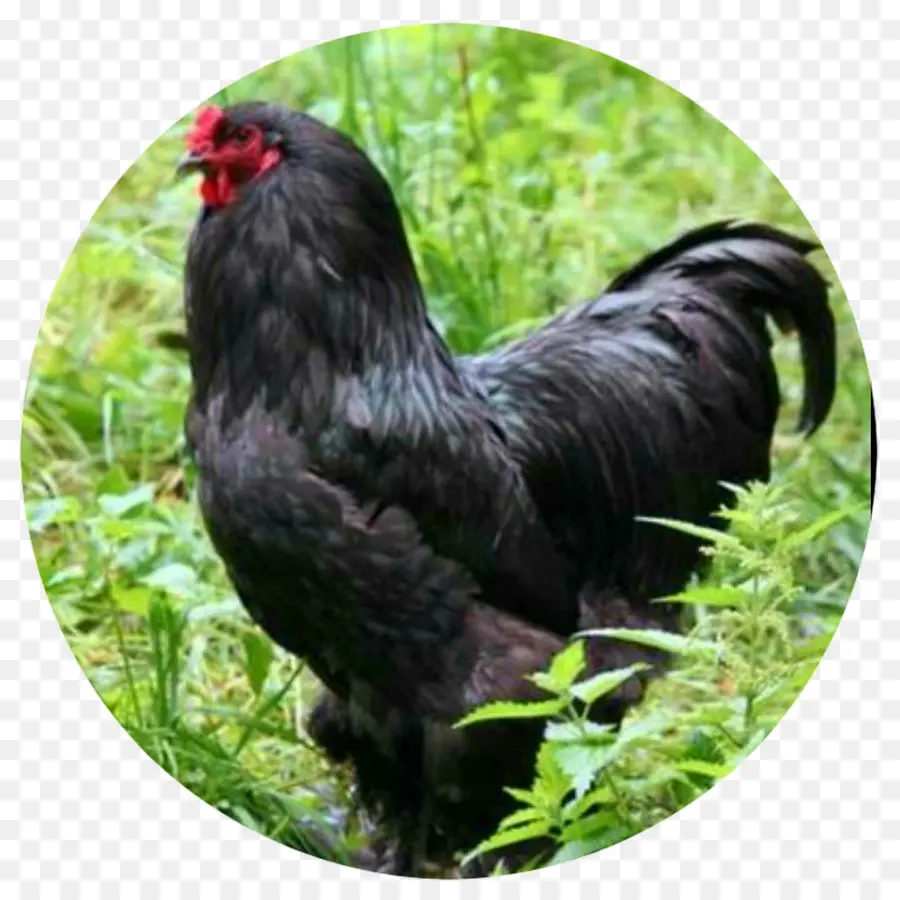 Pollo，Gallo PNG