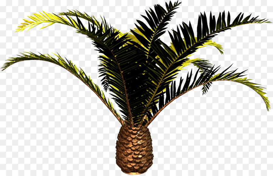 Palmera，Tropical PNG