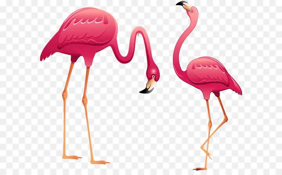 Flamingo，Royaltyfree PNG