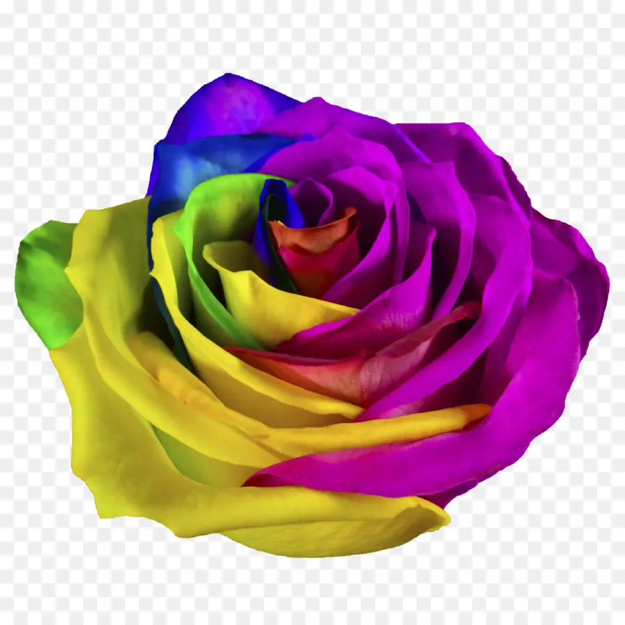 Rainbow Rose，Las Rosas De Jardín PNG