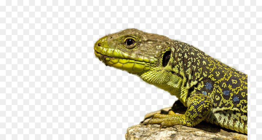 Lagarto，Computadora Portátil PNG