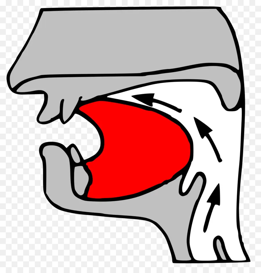 Diagrama De Boca，Garganta PNG