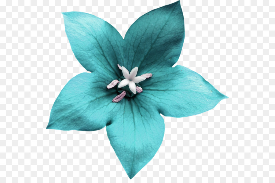 Azul，Flor PNG