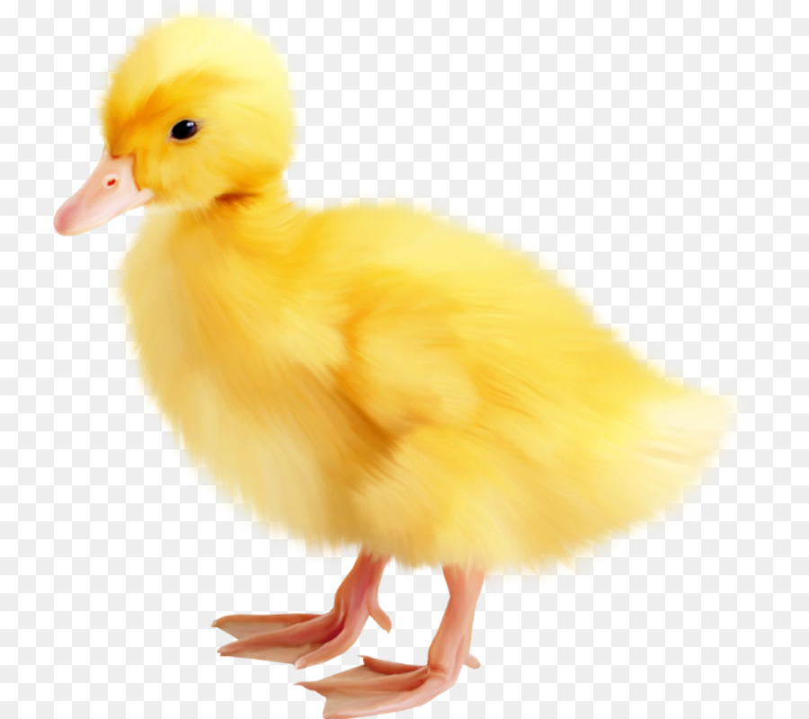 Pascua，Pato PNG