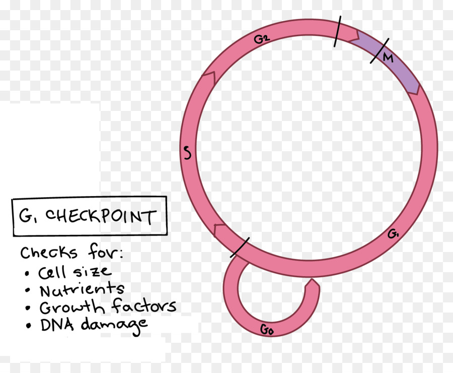 Punto De Control Del Ciclo Celular，Ciclo Celular PNG