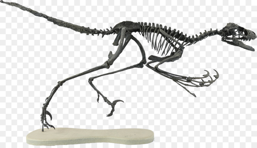 Bambiraptor，Velociraptor PNG