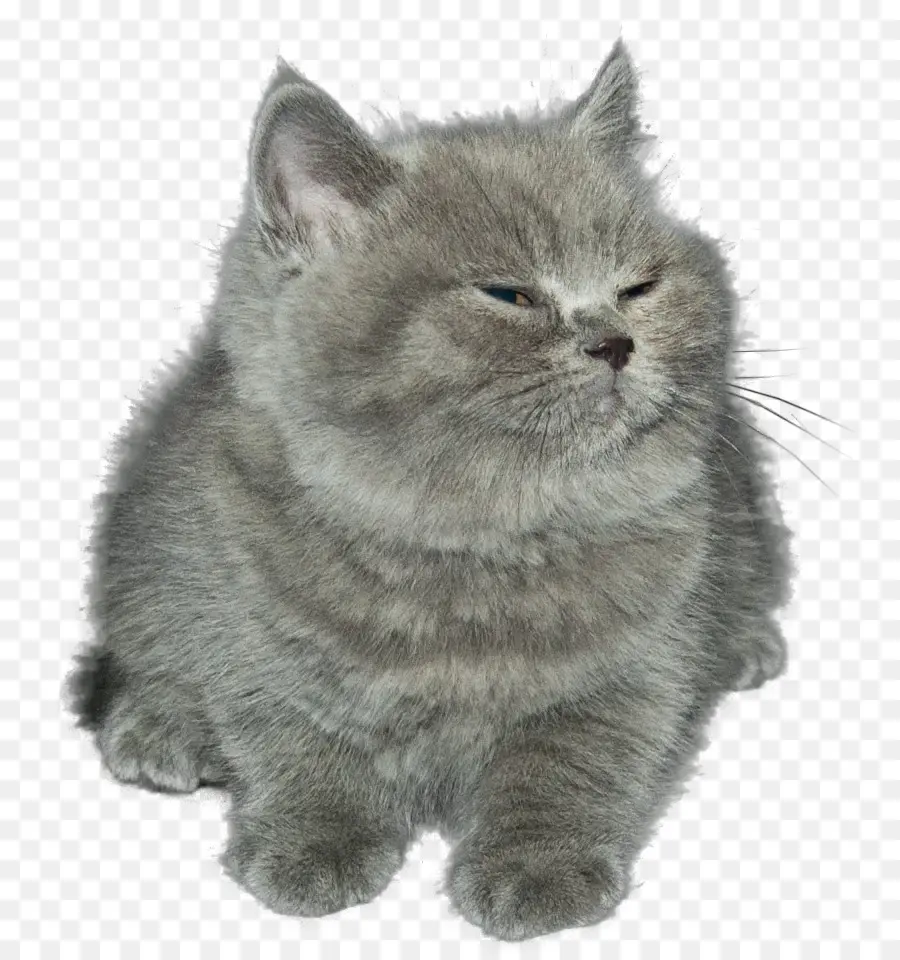 Gatito，Lindo PNG