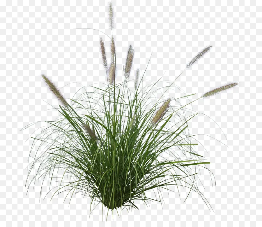 Pennisetum Alopecuroides，El Césped Ornamental PNG