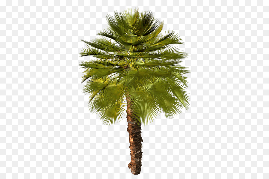 Palmera，Tropical PNG