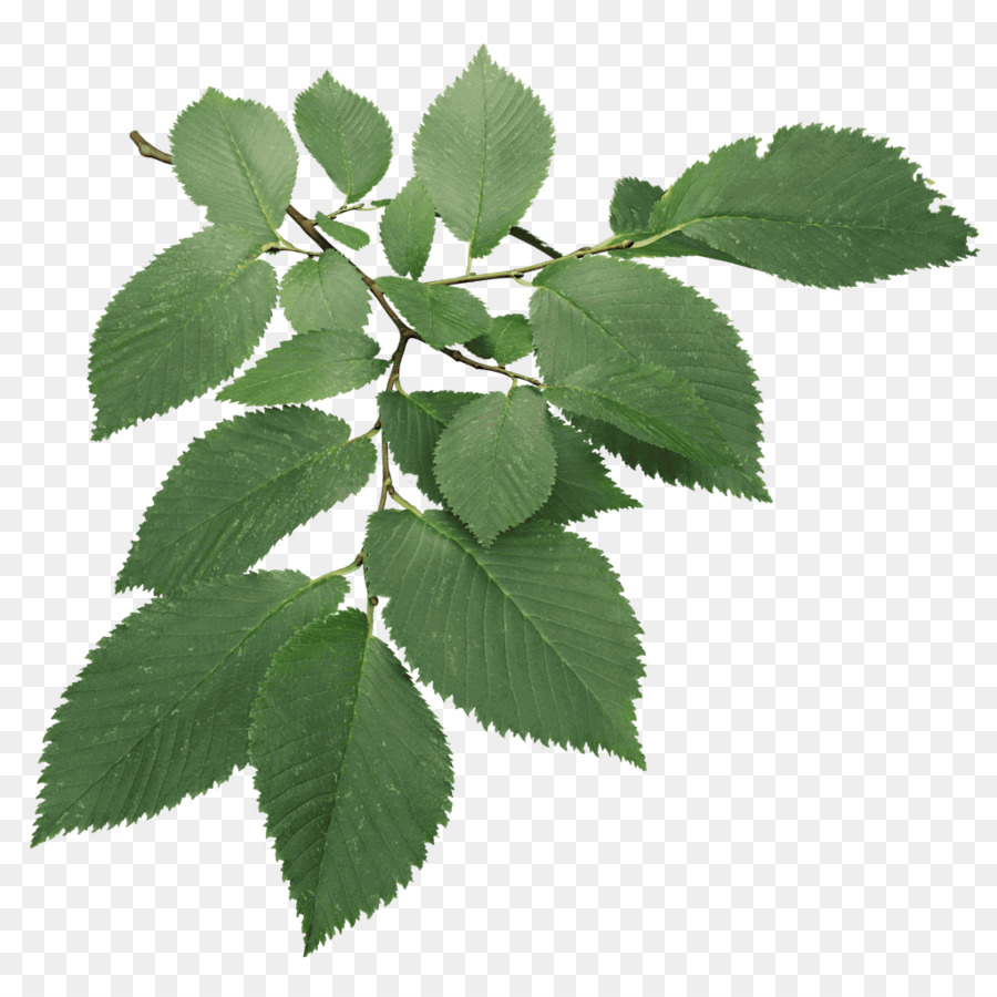 Ulmus Minor，Blender PNG