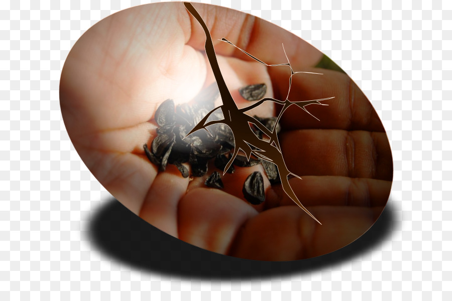 Los Insectos，De Plagas PNG