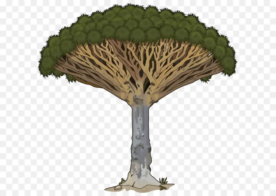 árbol，Dracaena Draco PNG