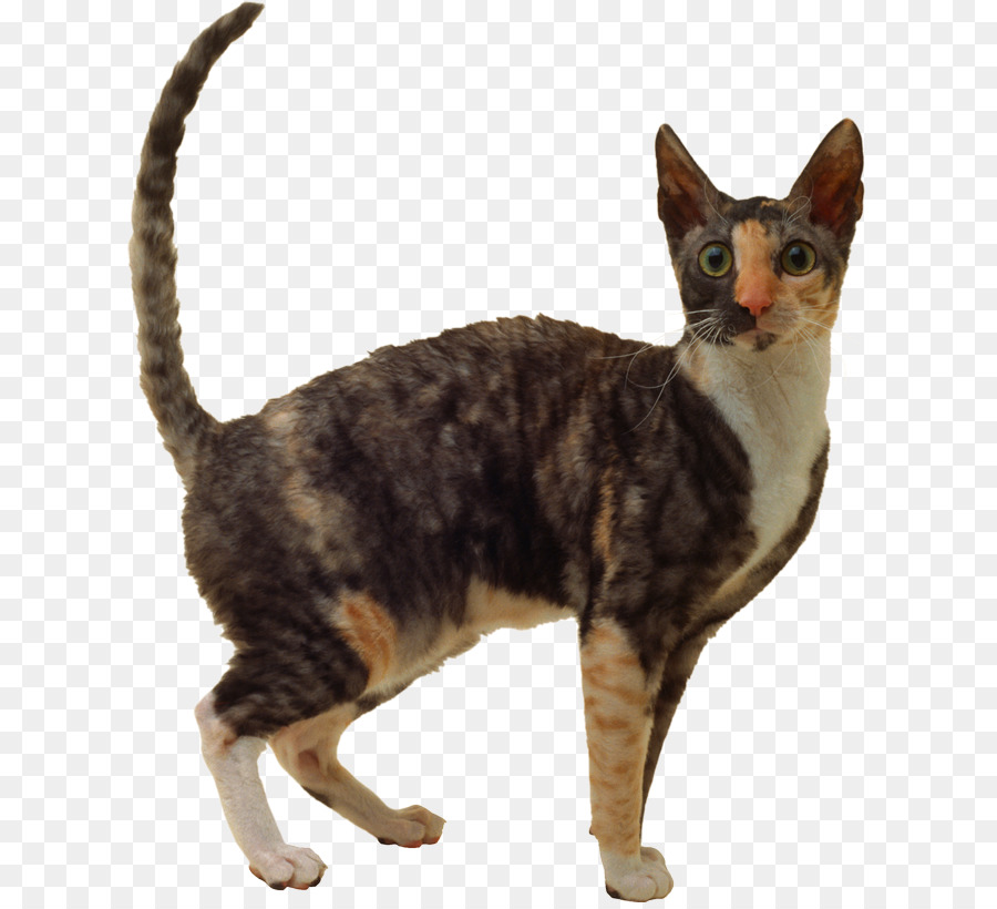 Gato Doméstico De Pelo Corto，American Wirehair PNG